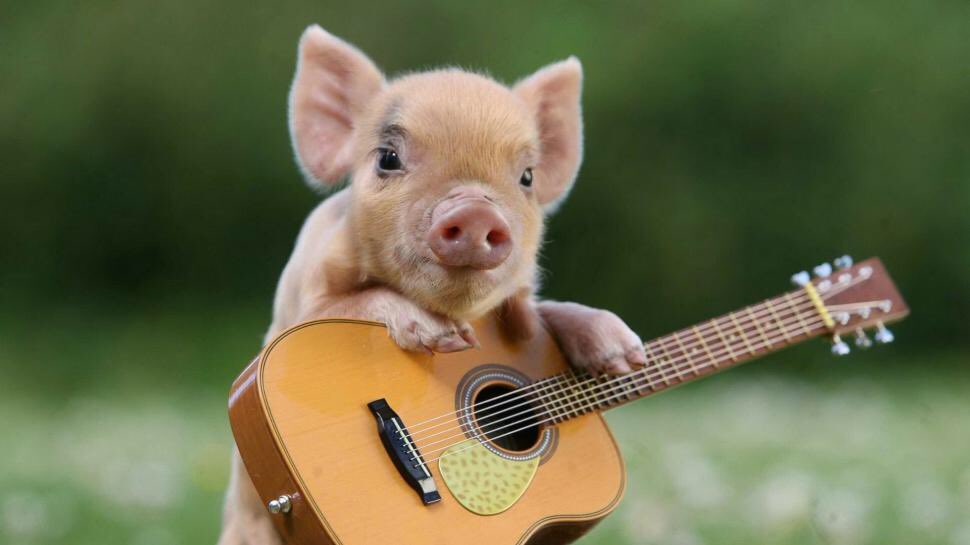 Музыка для детей о животных: Песни про животных - слушать и скачать бесплатно