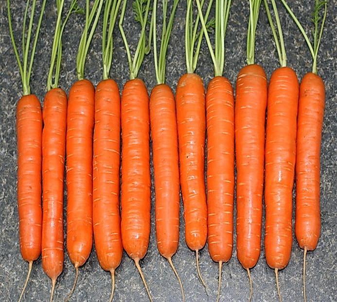 Белая морковка растет зимой: «Белая морковка зимой растет» (загадка), 8 букв