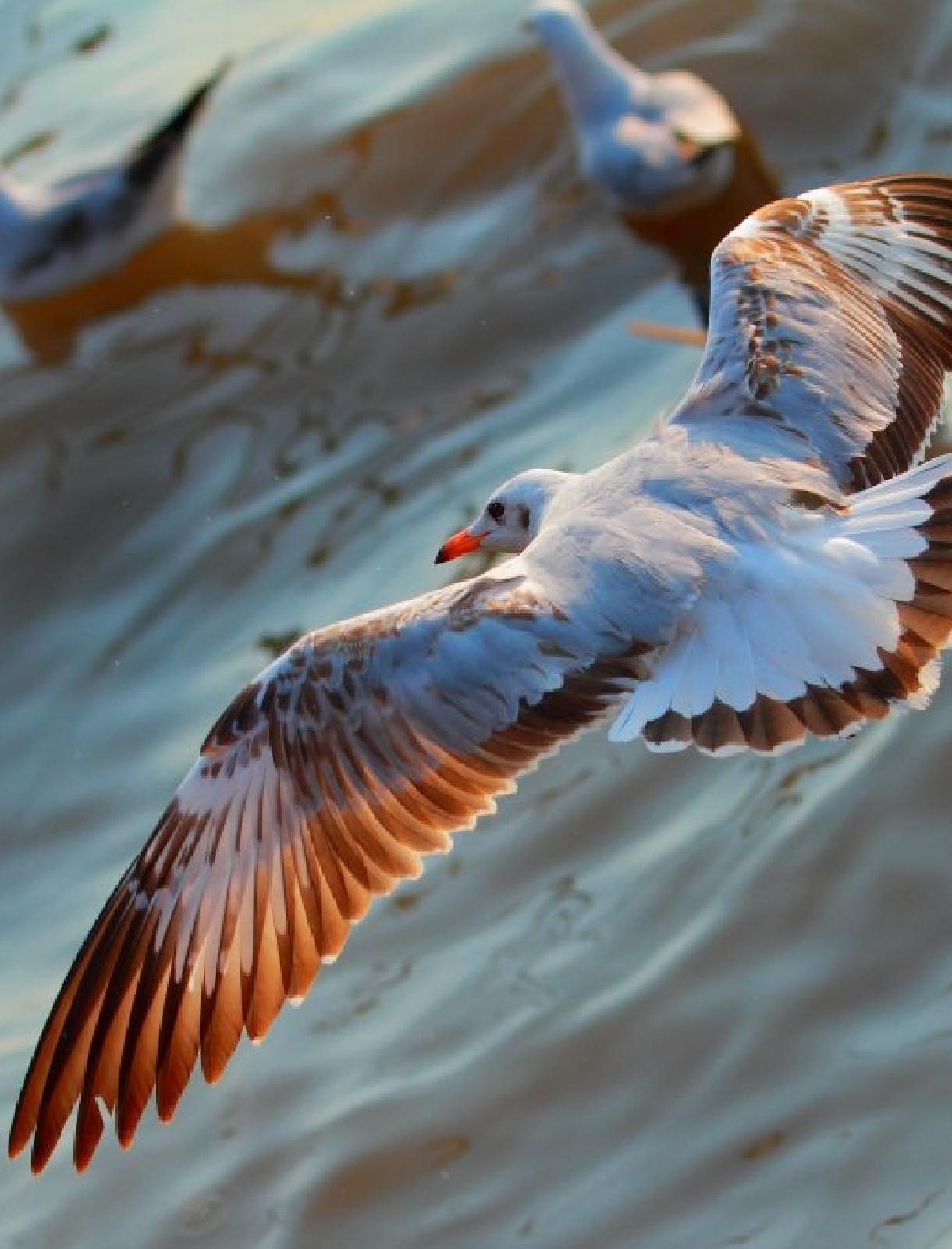 Птичка летит: Скачать бесплатно AMORALL - Птичка лети в MP3