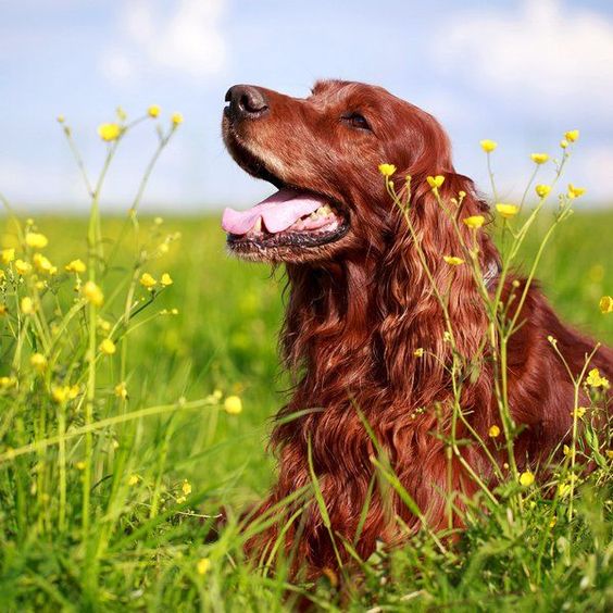 Самая дружелюбная собака: Топ-10 самых дружелюбных пород собак