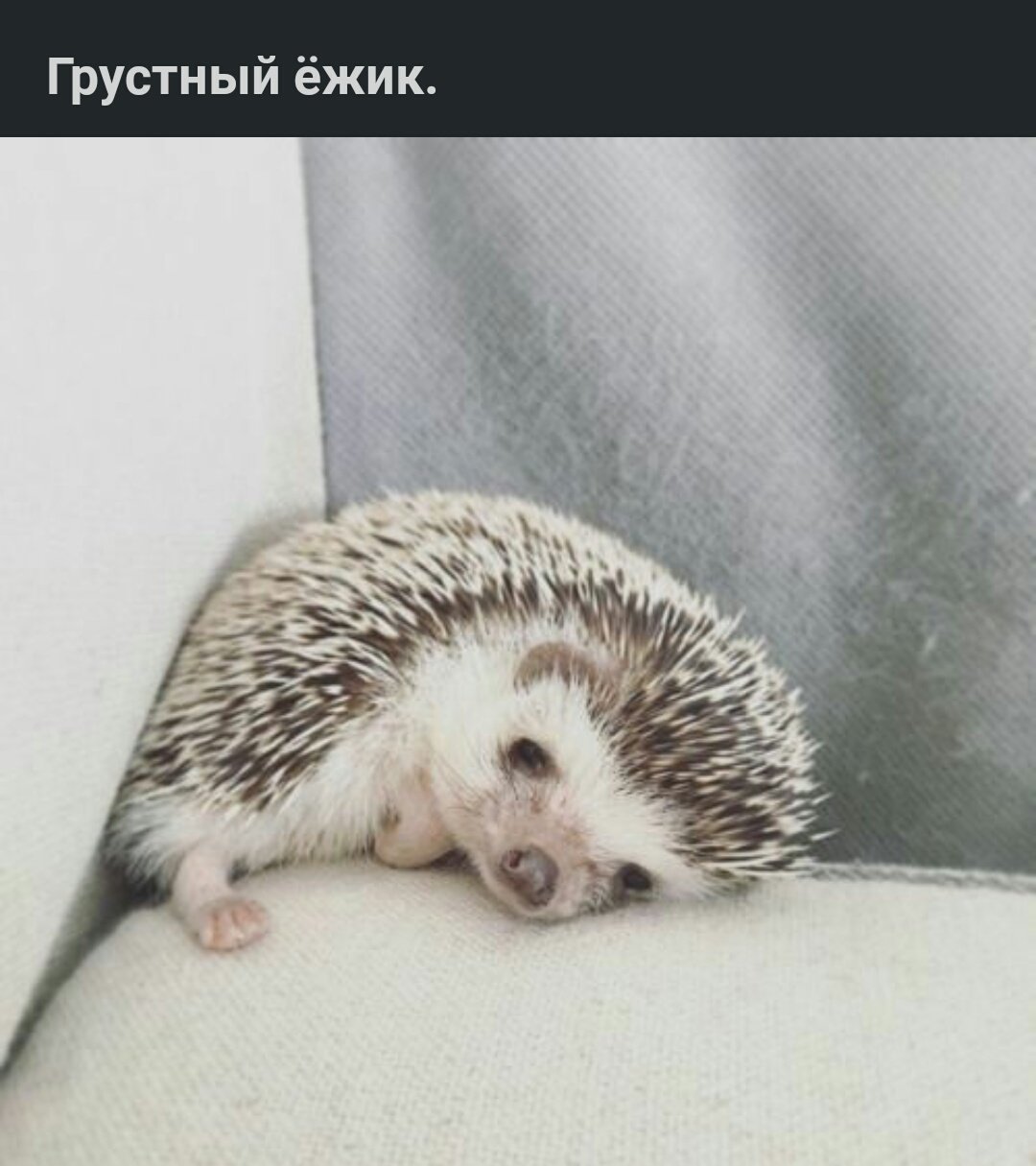 Ежик под одеялом: Купить Ежик серый одеяло байк. 100х140 недорого с доставкой в Санкт-Петербурге