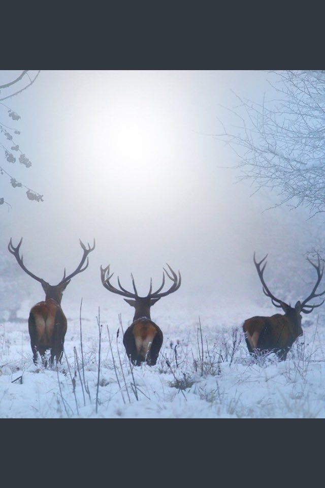 Лесной олень песня какого года: 8 фактов о песне «Лесной олень» — Интересные факты о песнях (блог)