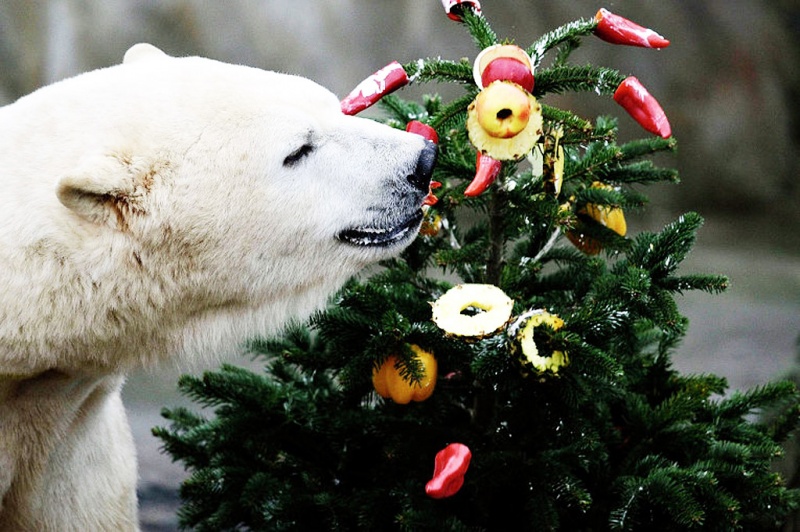 Медведь новогодний: Новогодний костюм "Медведь" купить в Соли-Илецк | Личные вещи