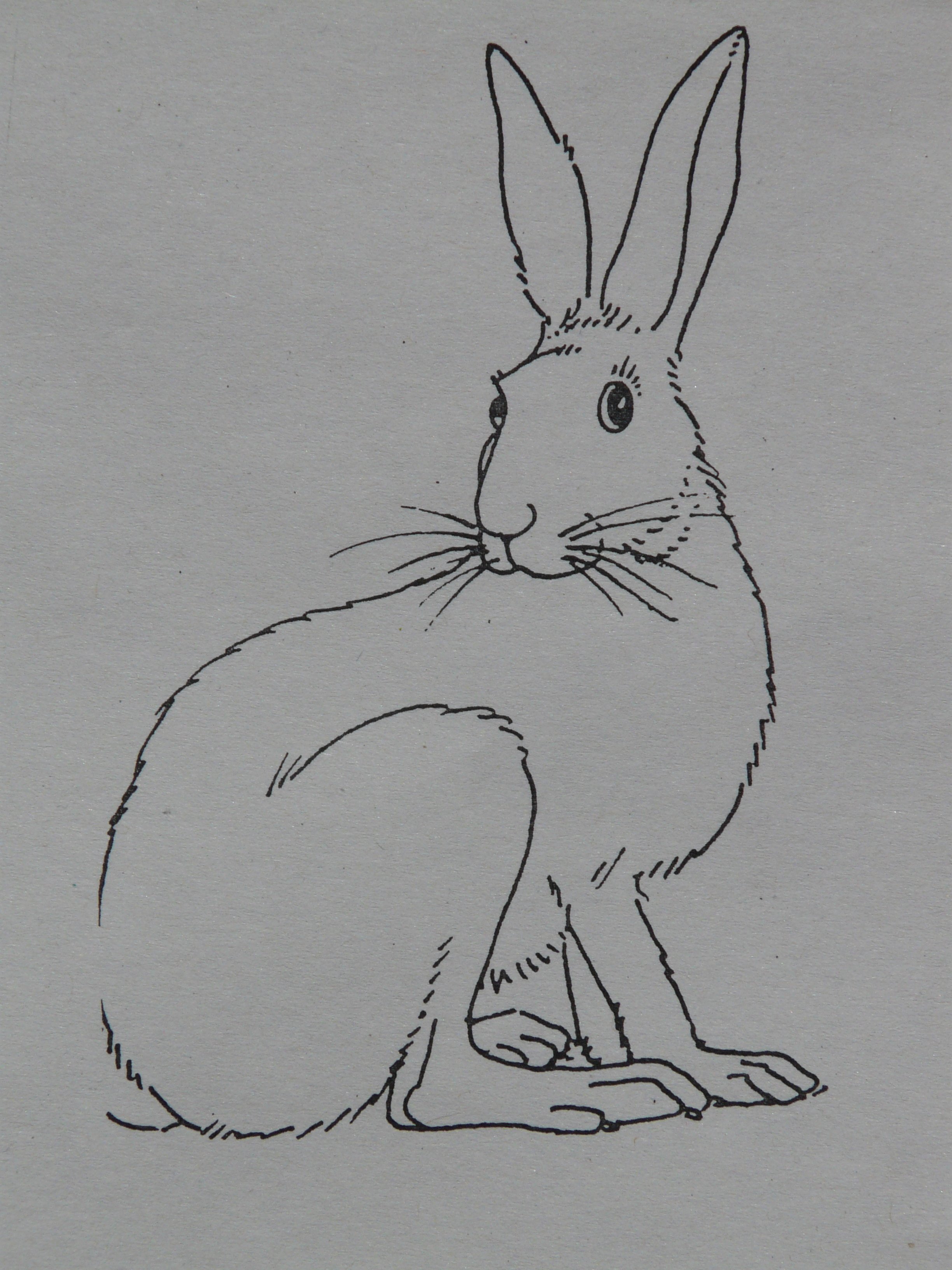 Рисовать зайца: Как нарисовать зайца поэтапно 10 уроков