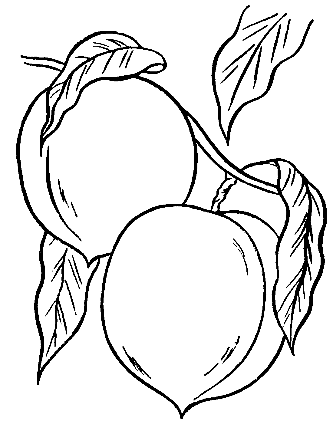 Персик рисунок для детей: Фрукты: как нарисовать персик