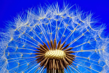 В летний солнечный денек золотой расцвел цветок ответ: Attention Required! | Cloudflare – Отгадай загадки. Запиши отгадки. Посадили зёрнышко — Вырастили солнышко. Это солнышко сорвём