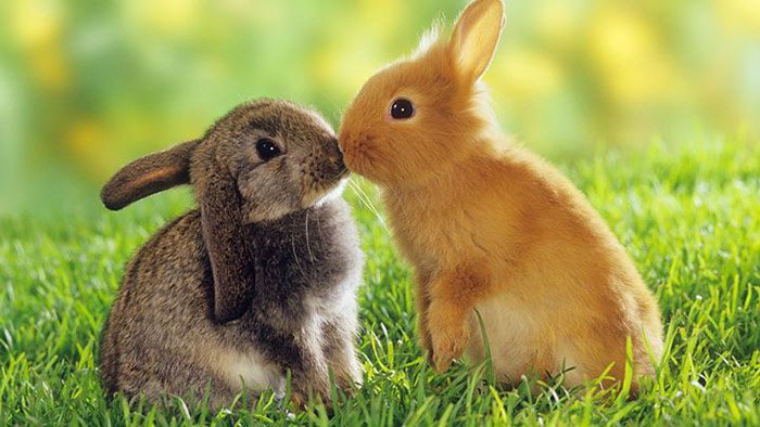 Загадки о домашних животных: кролик