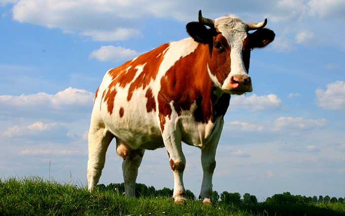 Загадки о домашних животных: корова