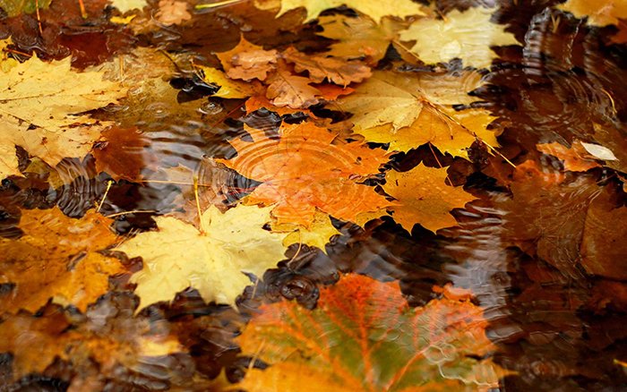 Сумні вірші про осінь