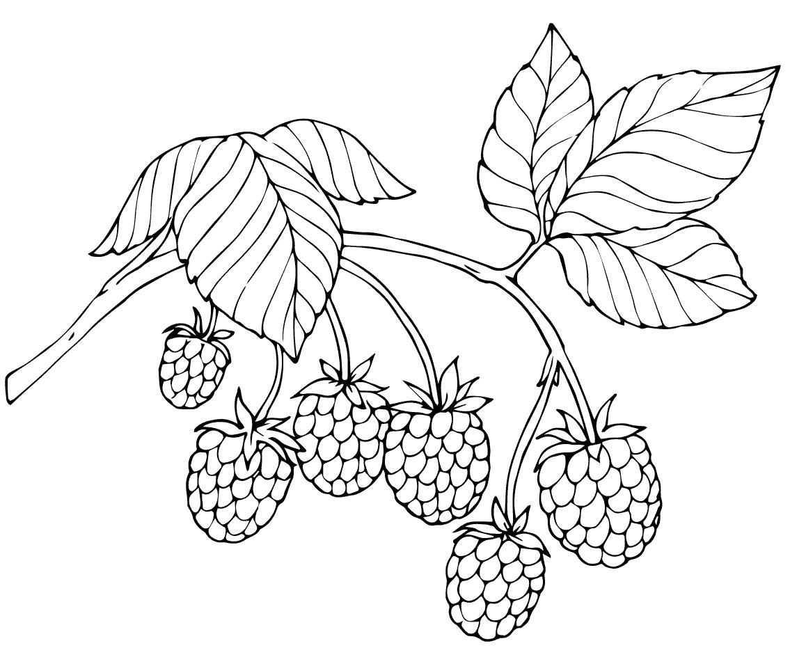 Картинки раскраски для детей ягоды: Раскраска ягоды скачать и распечатать