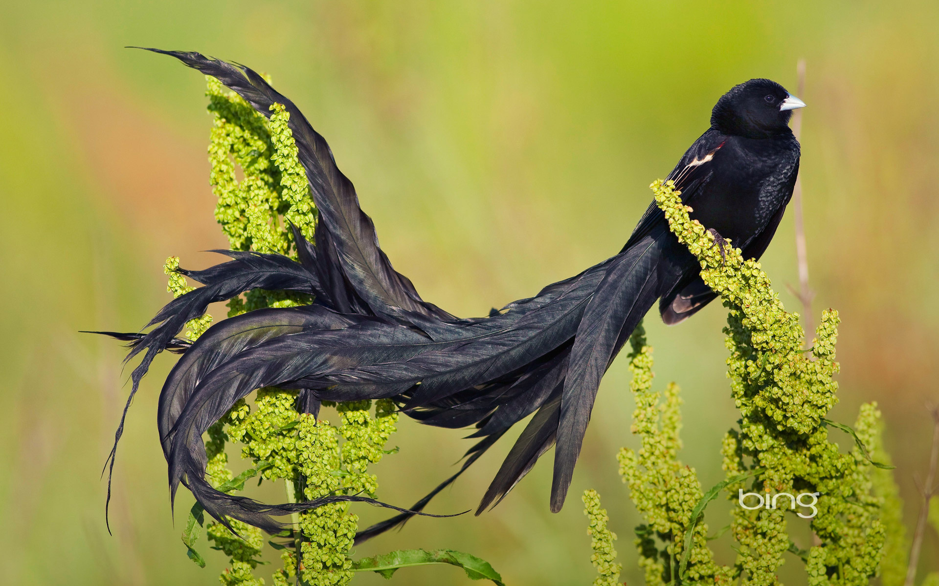 Птица юрица на ветер: птица-юрица на ветер глядит, крыльями машет- сама ни с места.