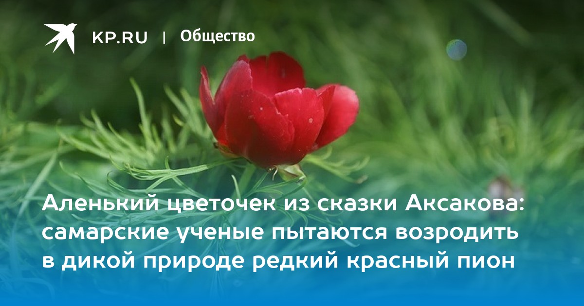 Аксакова аленький цветочек: Читать сказку Аленький цветочек онлайн