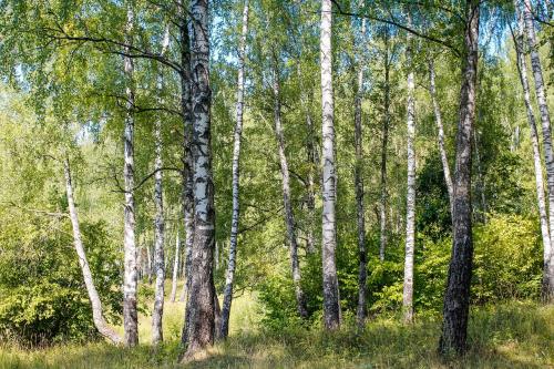 Загадка весной веселит летом холодит осенью питает зимой согревает отгадка: Attention Required! | Cloudflare