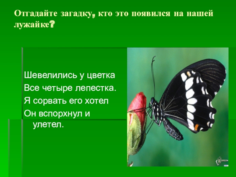 Загадка про бабочку: Загадки про бабочку с ответами