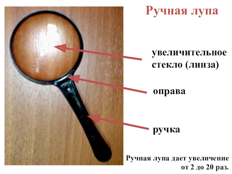 Загадки для детей про лупу: загадки на тему лупа скорей пожалуйста придумайте