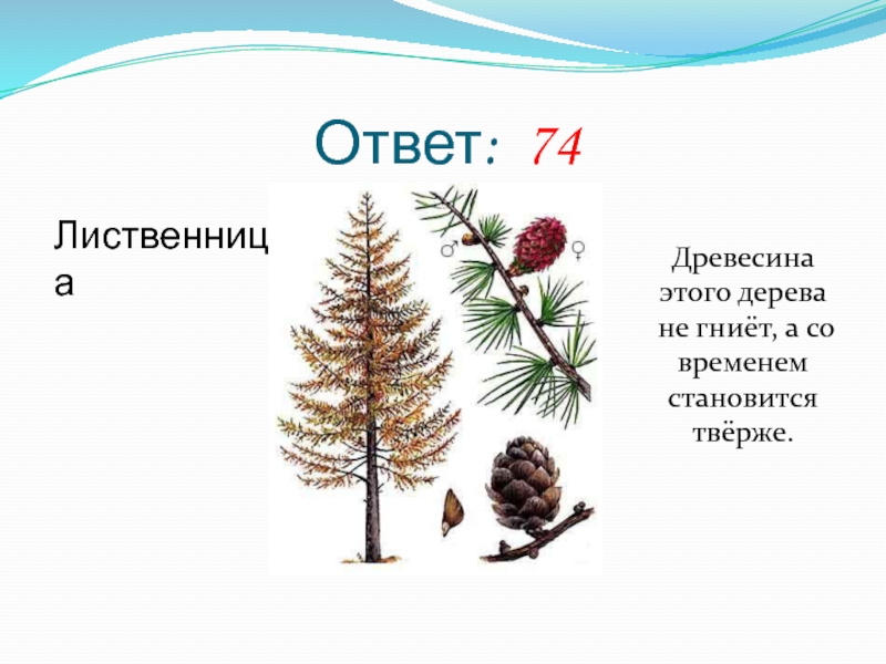 Какое дерево не горит не гниет не тонет: "Железное дерево" лиственница: и в воде тонет, и в огне не горит