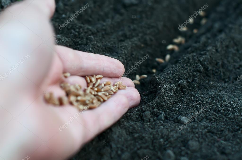 Семя черно поле гладко кто умеет тот и сеет: семя плоско, поле гладко, кто умеет, тот и сеет, семя не всходит, а плод приносит — Спрашивалка