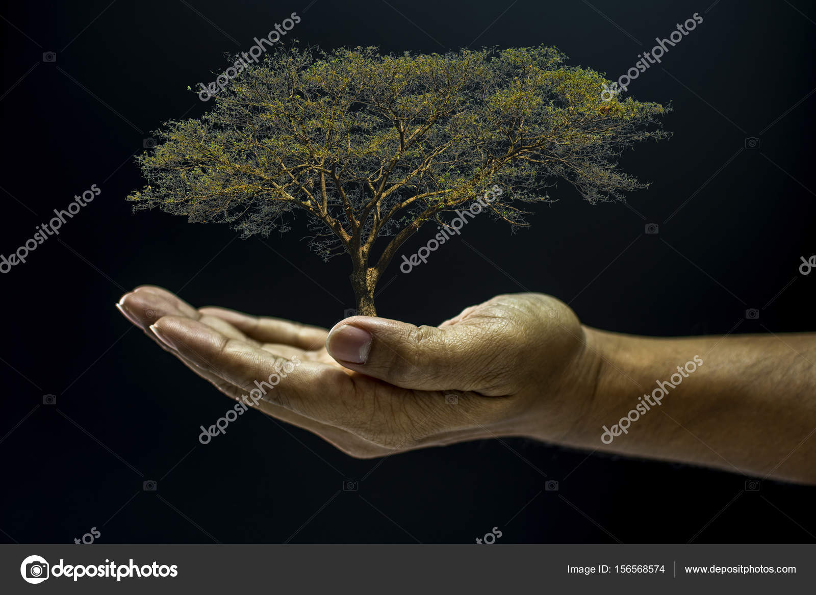 Пословица дерево держится автор: Дерево держится корнями, а человек семьей