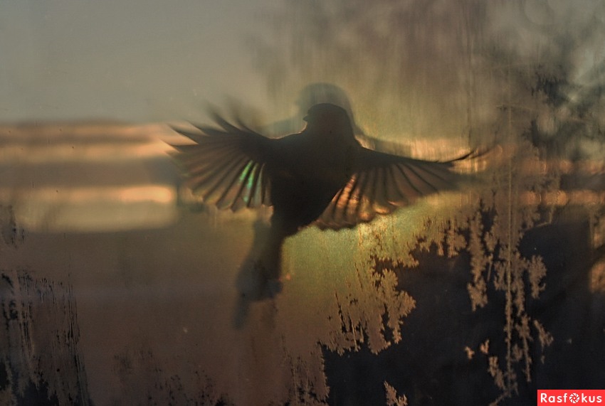 Птица юрица на ветер: птица-юрица на ветер глядит, крыльями машет- сама ни с места.