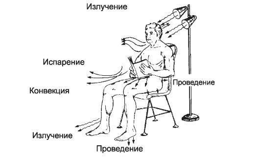 Теплообмен у новорожденных: Уход за новорожденным – терморегуляция у малышей