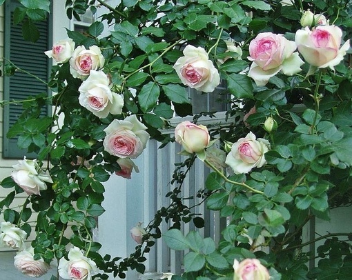 Роза не цветет плетистая: Почему не цветет плетистая роза причины