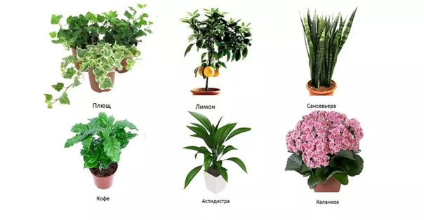Комнатные растения для аллергиков детей: 7 комнатных растений, которые могут стать причиной аллергии