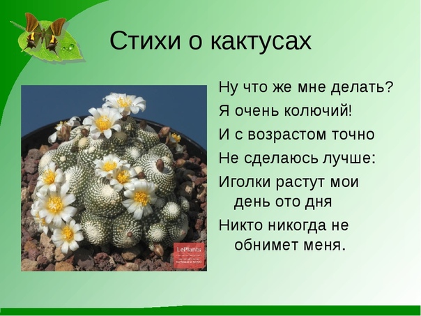 Кактус загадка: Загадки про кактус с ответами