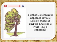 Ответ что за дерево стоит ветра нет а лист дрожит ответ: Отгадать загадку. Что за дерево стоит?ветра нет а лист дрожит.