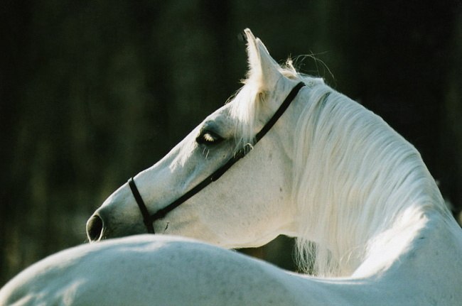 Слушать песню 3 белых коня: Песня Тройка (Три белых коня) слушать онлайн и скачать