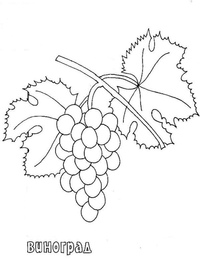 Лист винограда раскраска: Раскраска Виноград - детские раскраски распечатать бесплатно