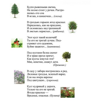 Детские стихи и загадки про дуб короткие: Детям загадки про дерево Дуб
