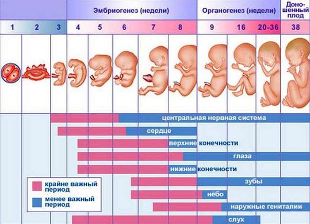 Беременность календарь по неделям развитие: Календарь беременности по неделям