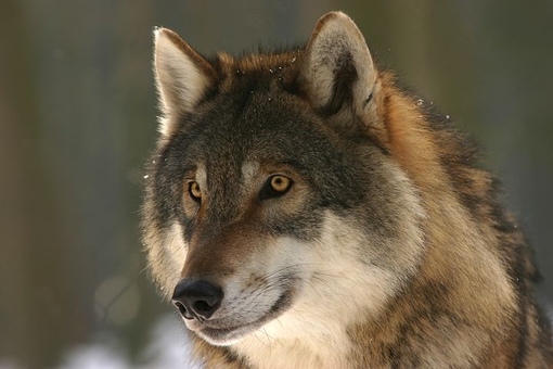 Рыщут волки: Волки рыщут, пищу ищут. Надо подчеркнуть в словах буквосочетания написание которых надо запомнить