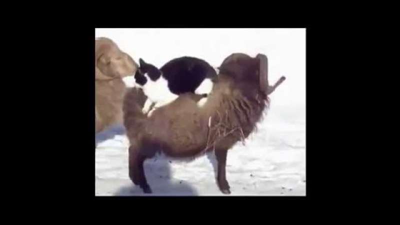Кот баран: Русская народная сказка «Кот - серый лоб, козел да баран»