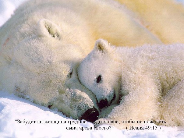 Спят твои соседи белые медведи слушать: Колыбельная медведицы слушать онлайн и скачать