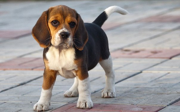 Самая дружелюбная собака: Топ-10 самых дружелюбных пород собак