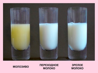 Как пастеризовать грудное молоко: Пастеризация грудного молока