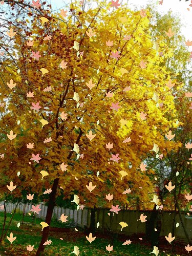 С деревьев осенью опадают листья: Почему осенью опадают листья? Причины, фото и видео