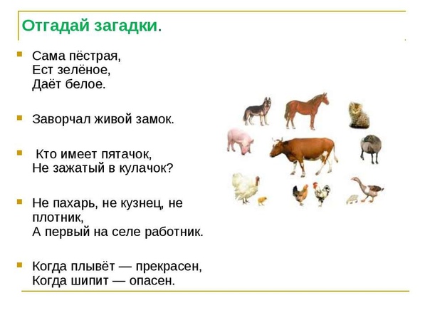 Загадка про животных для детей 1 класса: Подборка загадок о животных. | Материал (1,2 класс) по теме: