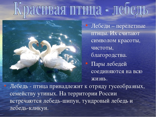 Загадки про лебедя: Загадки про лебедя для детей с ответами и картинками.