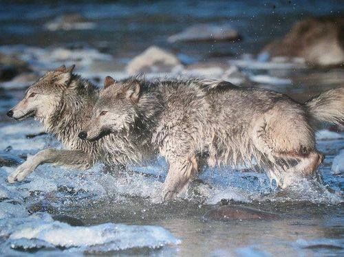 Рыщут волки: Волки рыщут, пищу ищут. Надо подчеркнуть в словах буквосочетания написание которых надо запомнить