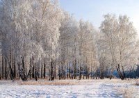 Зимой бело весной черно летом зелено осенью стрижено: Зимой бело, Весной черно,
Летом зелено,
Осенью стрижено. Что это???