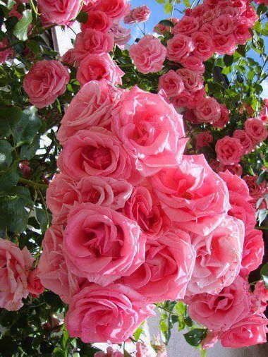 Роза не цветет плетистая: Почему не цветет плетистая роза причины