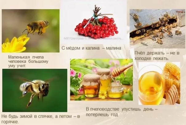 Загадка про пчел: Загадки про пчелу