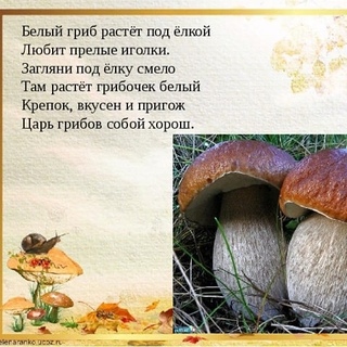 Загадки про разные грибы: Загадки про грибы с ответами