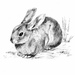 Рисовать зайца: Как нарисовать зайца поэтапно 10 уроков
