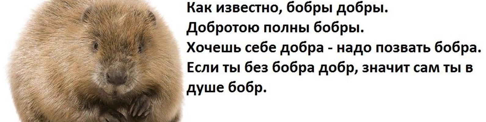 Скороговорка про бобра и добро: Сложные скороговорки для детей. Про бобра / Скороговорки для детей и взрослых - для развития дикции и речи / Ёжка