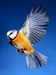 Птичка летит: Скачать бесплатно AMORALL - Птичка лети в MP3