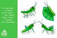 Загадки про насекомых с ответами: Загадки про жука с ответами