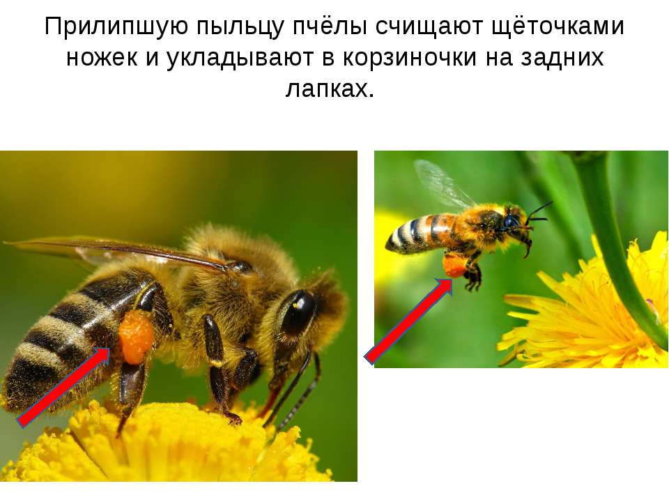 Загадка про пчел: Загадки про пчелу